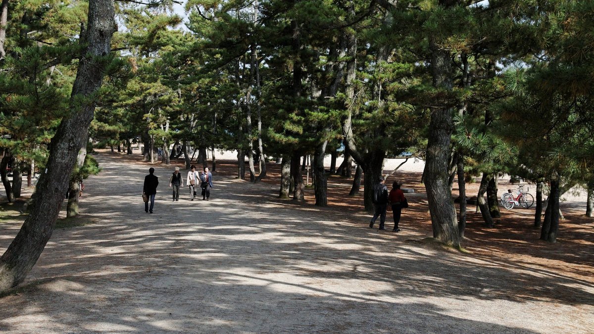 天橋立の風景