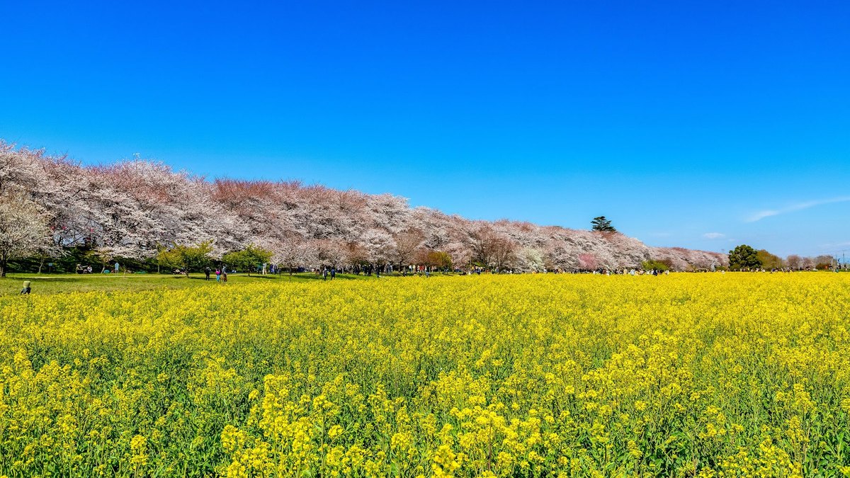 幸手（権現堂桜堤）の風景