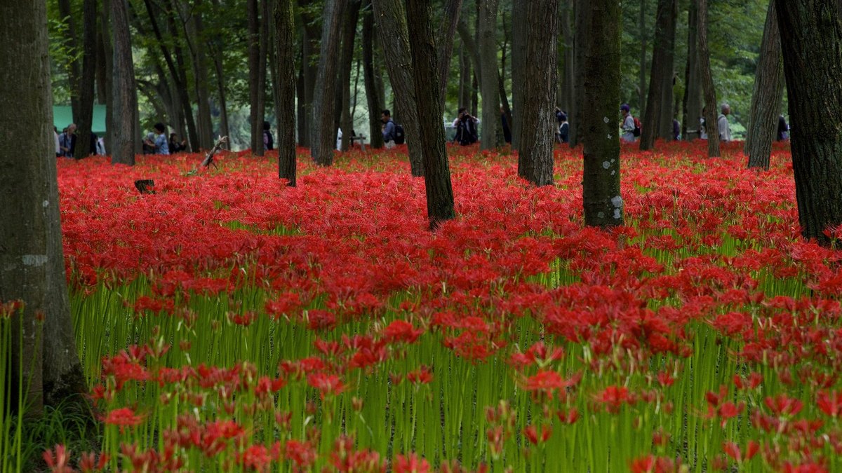 巾着田の風景