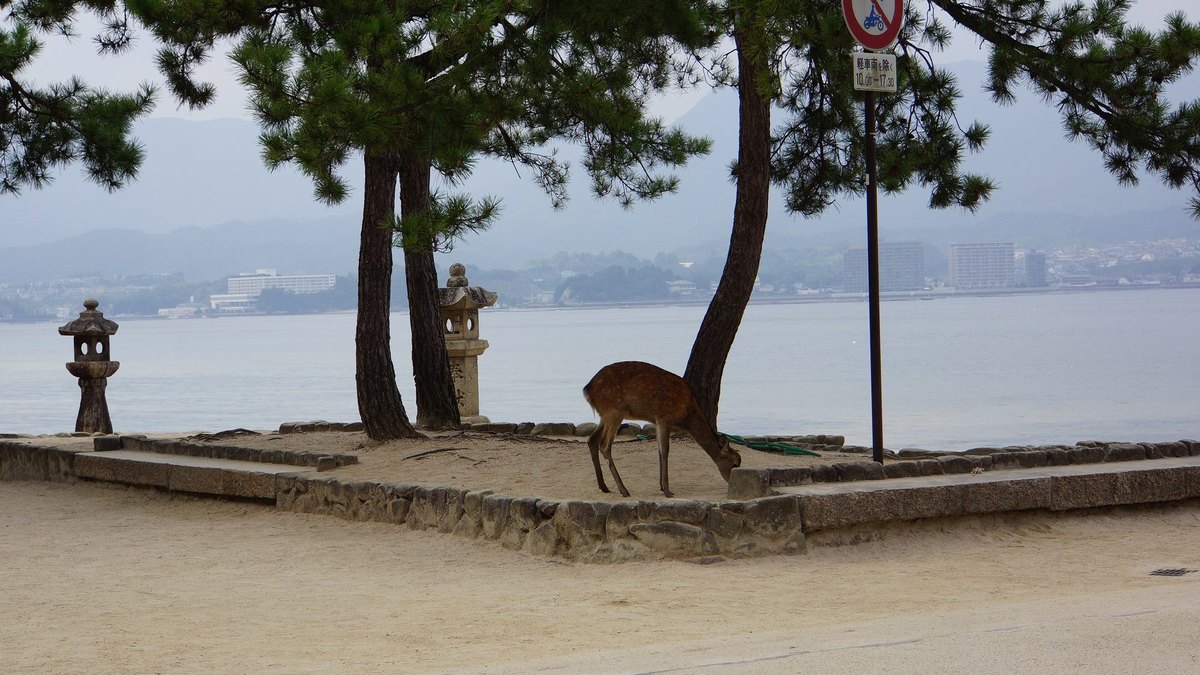 宮島の風景