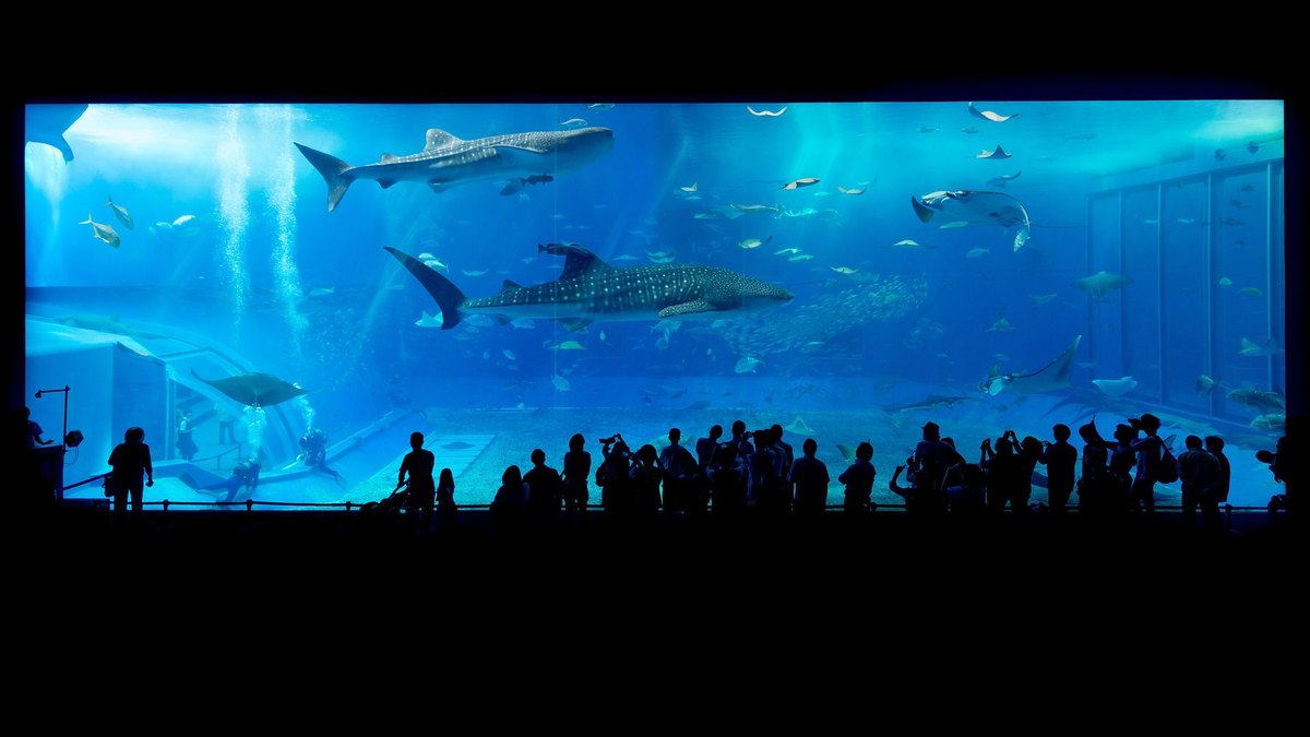 美ら海水族館・本部の風景