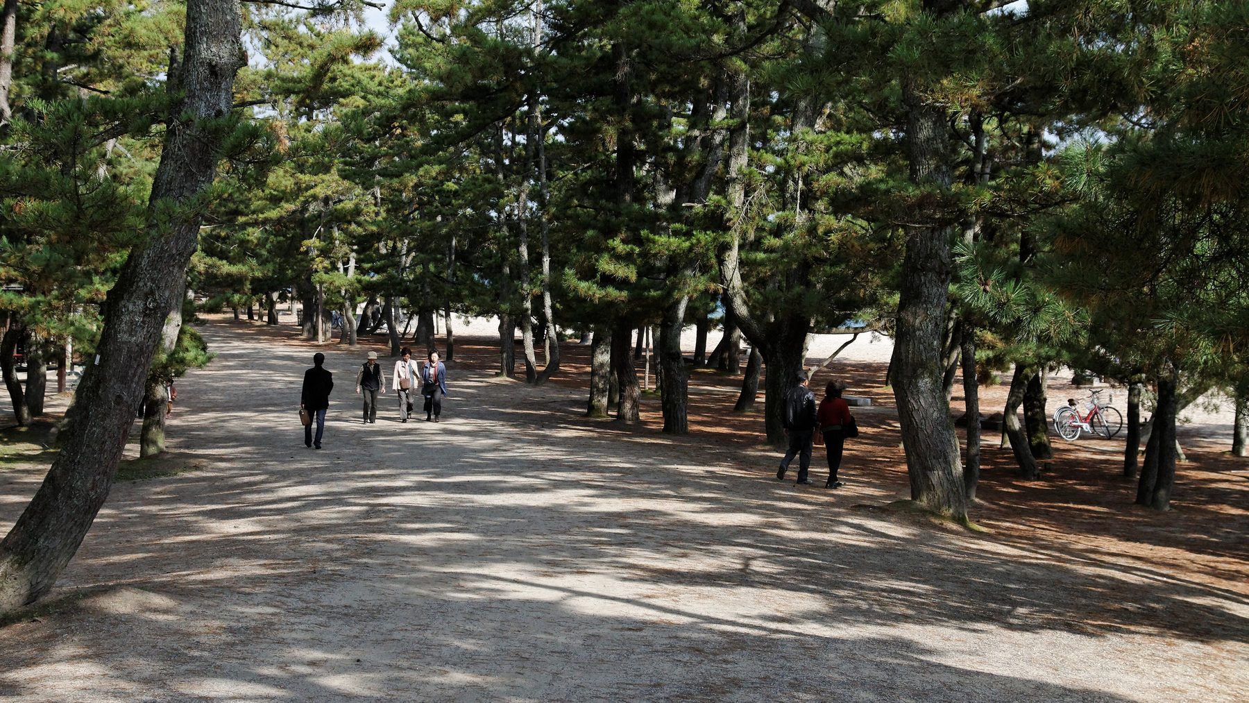 天橋立