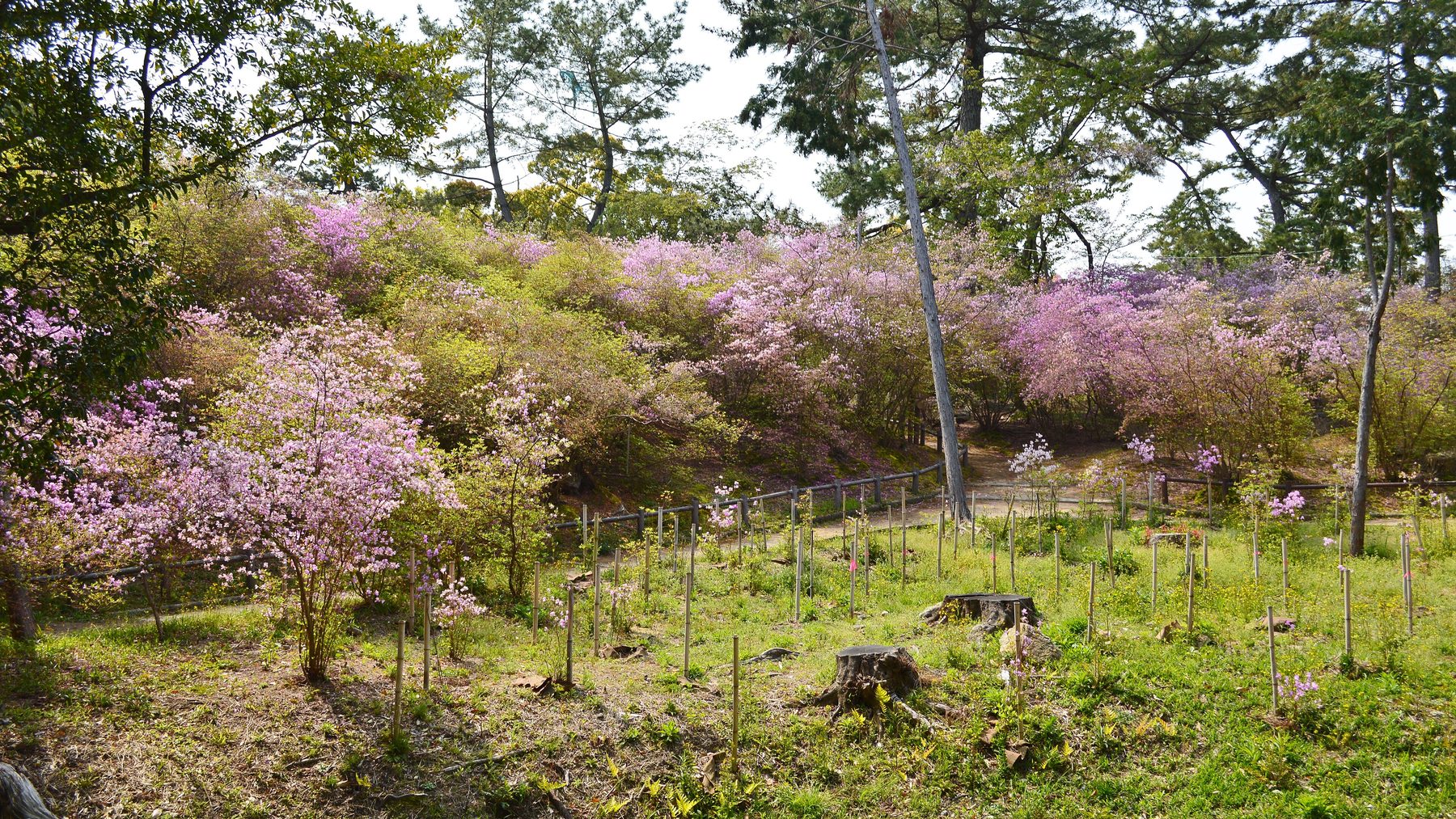 廣田神社